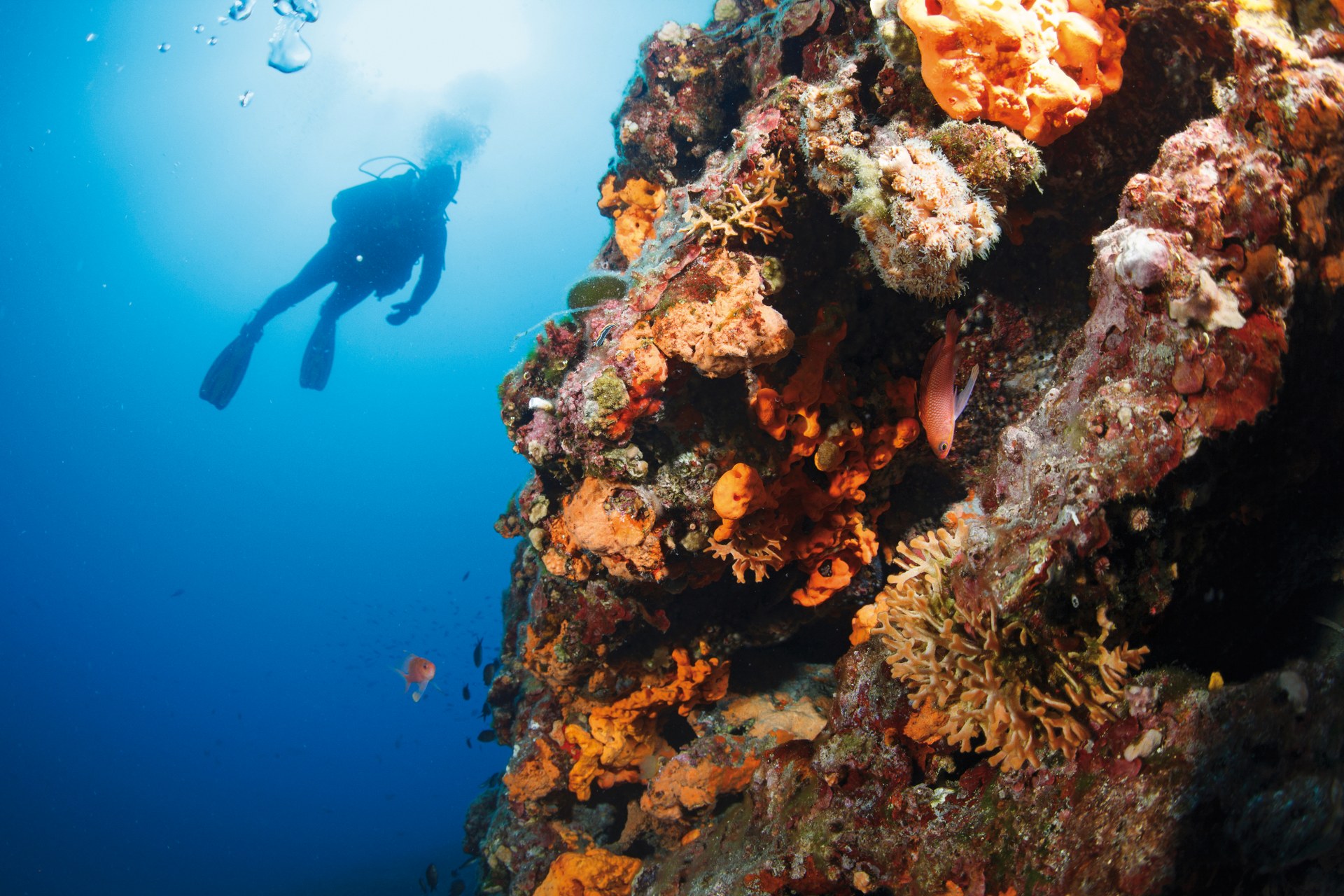 photo: ultramarinfoto/ Getty Images/ Ideal Image